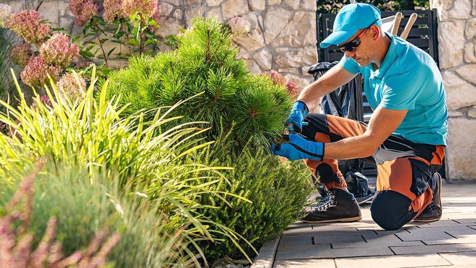 Hedge Trimming, Pruning and Plant Care